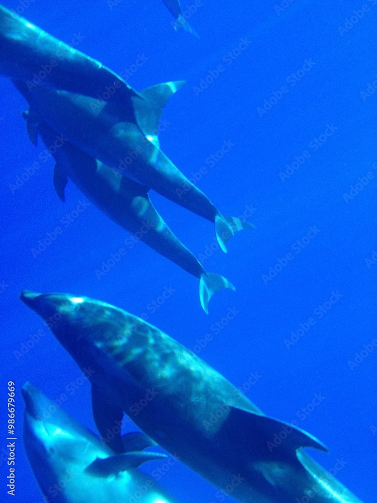 Fototapeta premium Dolphins