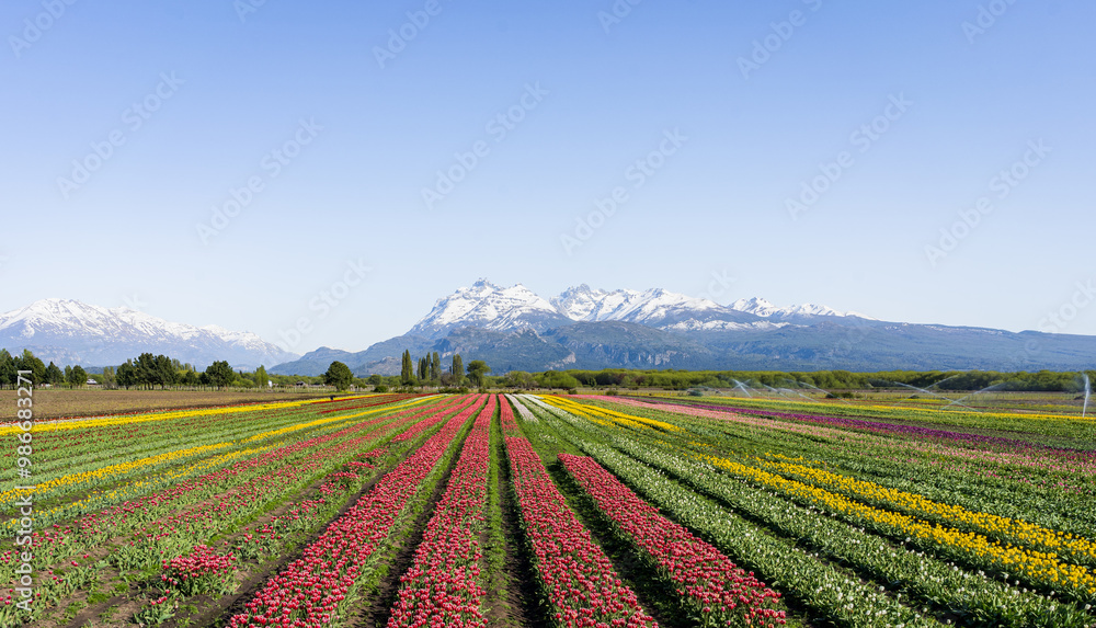 Beautiful vertical landscape of tulip field with snowy mountains in the background in Trevelin, Argentina Beautiful vertical landscape of tulip field with snowy mountains in the background in Trevelin, Argentina