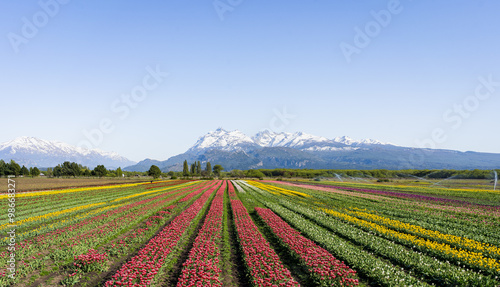 Beautiful vertical landscape of tulip field with snowy mountains in the background in Trevelin, Argentina