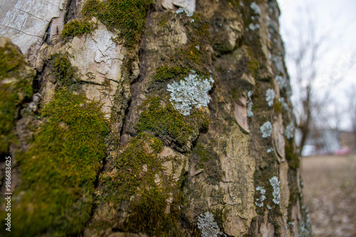 A tree trunk with moss on it and a sky background. High quality photo