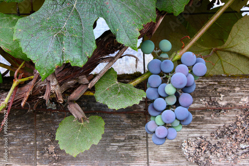 Grapes on Vine 01