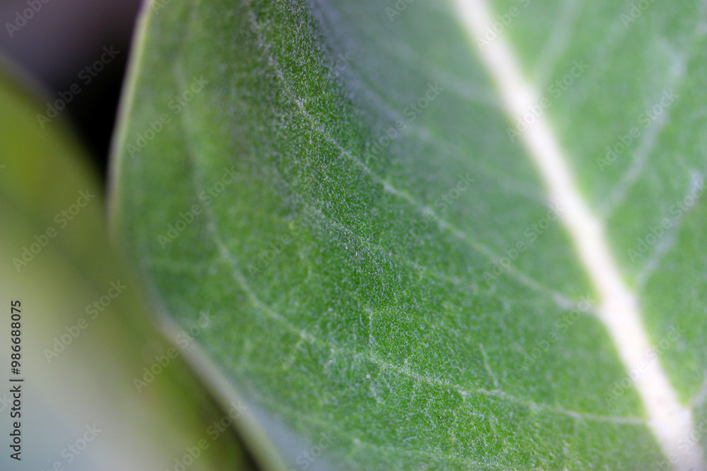 Showy Milkweed Leaf 02 Showy Milkweed Leaf 02