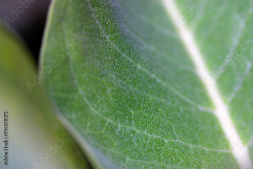 Showy Milkweed Leaf 02 photo