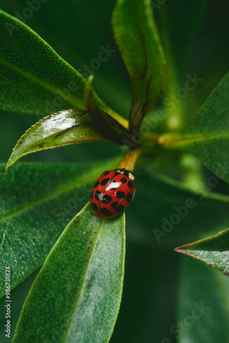 Catarina mariquita de color rojo intenso con puntos negros sobre la hoja ver de un arbol