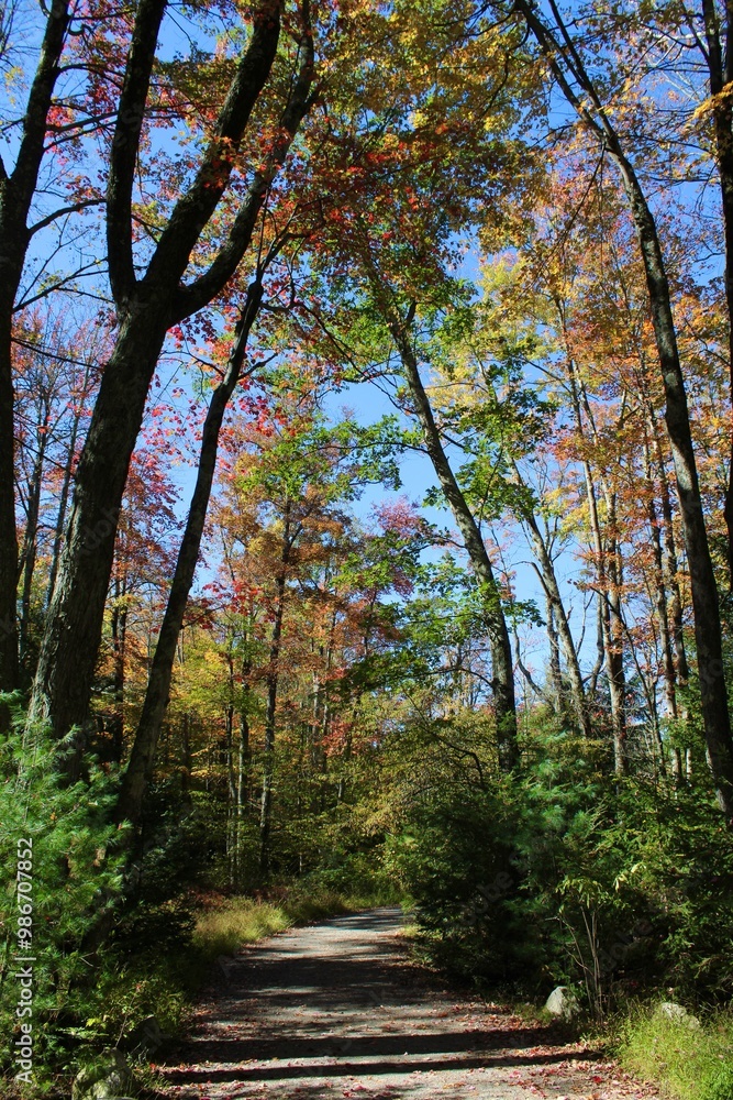 Naklejka premium path in autumn forest