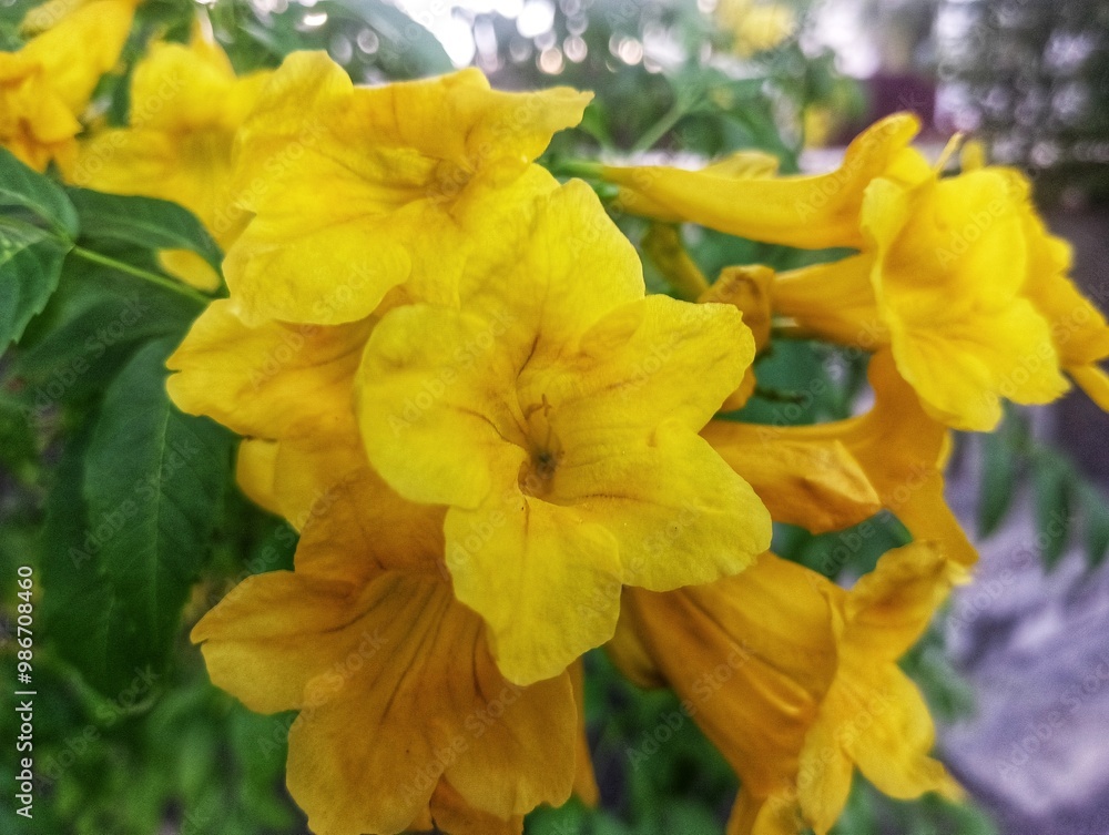 Fototapeta premium The flowers of the Alamanda plant are yellow. Alamanda is an ornamental plant which is generally referred to as golden trumpet flower, yellow bell flower, or buttercup flower.