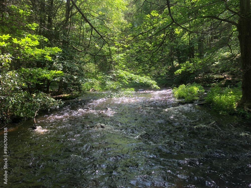 Naklejka premium path in the forest