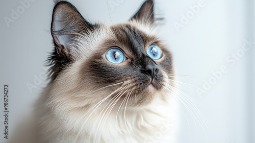 Vibrant Balinese Cat Portrait with Striking Blue Eyes