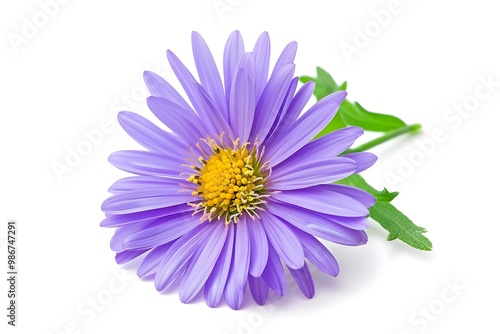 Aster Flower isolated on white background,
