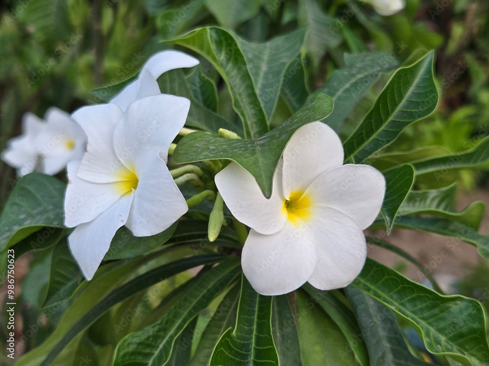 White Plumeria Flowers in Natural Setting White Plumeria Flowers in Natural Setting