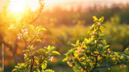 Blossoming young fruit trees with hail protection during the spring season