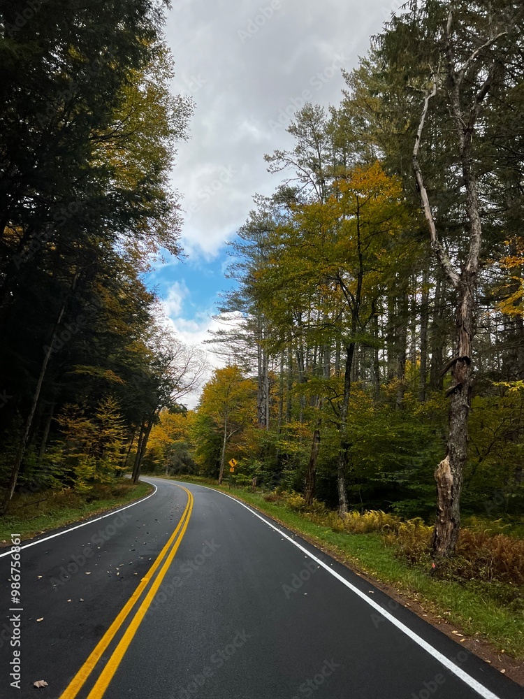 Fototapeta premium road in autumn forest