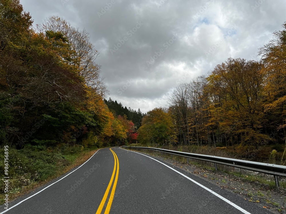 Fototapeta premium road in the forest