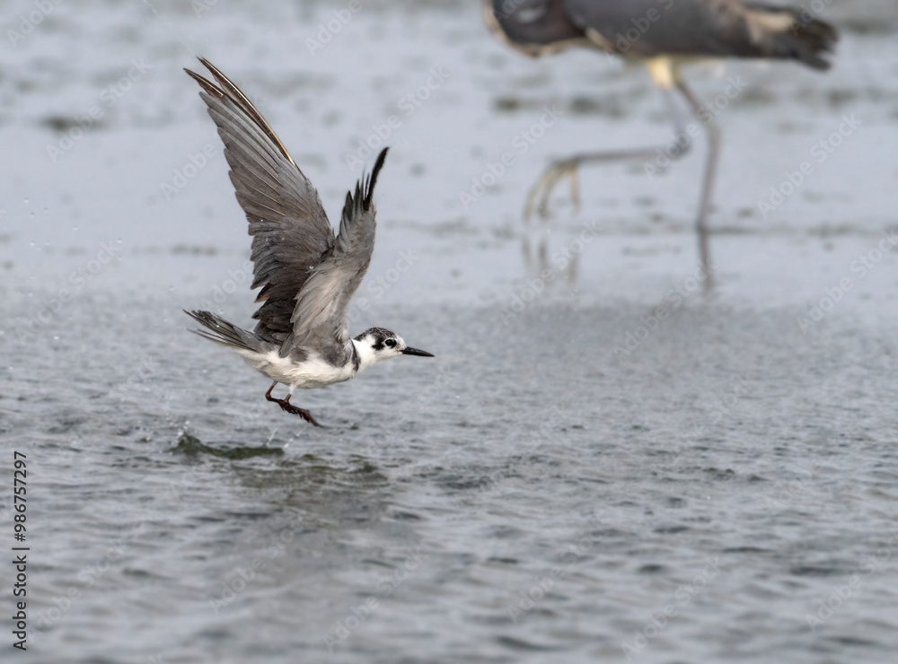 The black tern (Chlidonias niger) with spread wings on the beach, Galveston, Texas The black tern (Chlidonias niger) with spread wings on the beach, Galveston, Texas