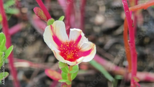 Common Purslane, Verdolaga, Pigweed, Little Hogweed, Pusley, Moss Rose in the garden. photo