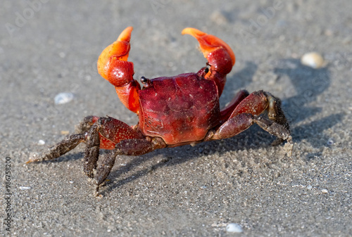 Armases cinereum, or squareback marsh crab on the sand beach in Galveston, Texas, USA photo