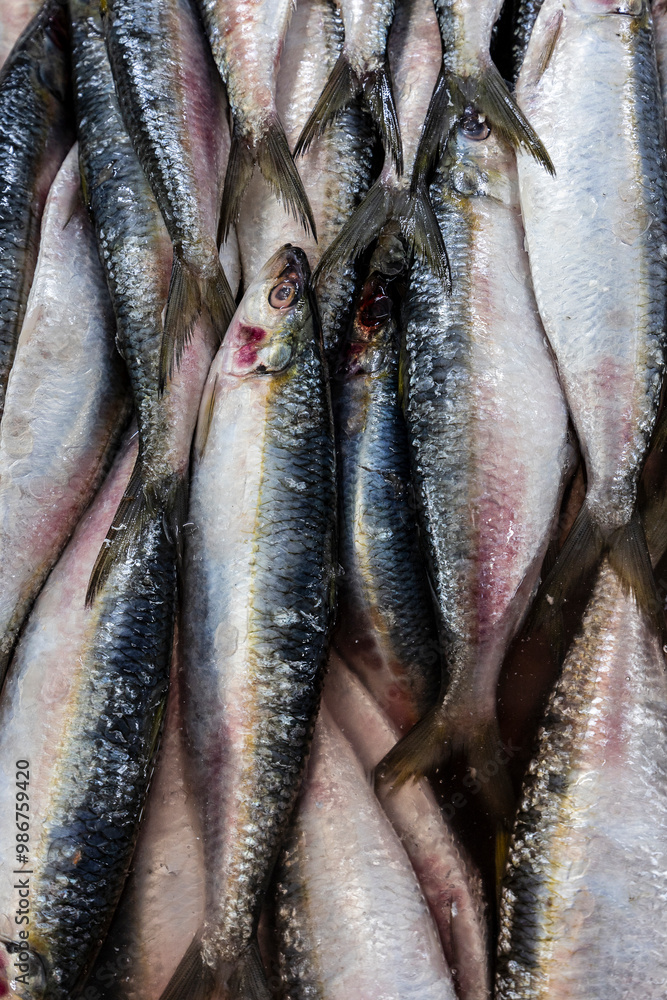 Obraz premium Fresh sardines for sale at the fish market in Santos, Brazil