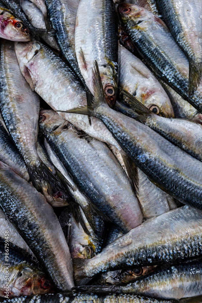 Fresh sardines for sale at the fish market in Santos, Brazil Fresh sardines for sale at the fish market in Santos, Brazil