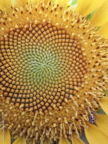 FLOR DE GIRASOL, FORMAS DE UNA FLOR