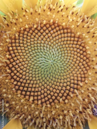 FLOR DE GIRASOL, FORMAS DE UNA FLOR