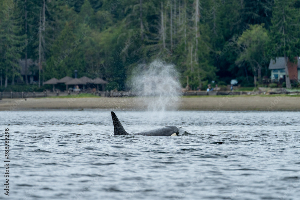Obraz premium Orca rises out of the water to spout in front of a beach on the puget sound