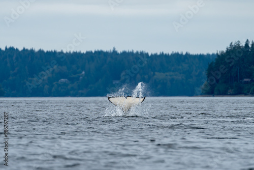Photos Orca tail fin splashing as it dives down into the water of the puget sound
