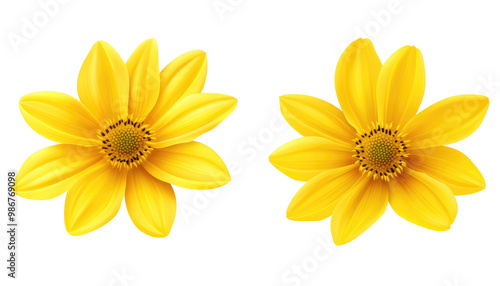 Two yellow flowers with eight petals and a small dark center photo