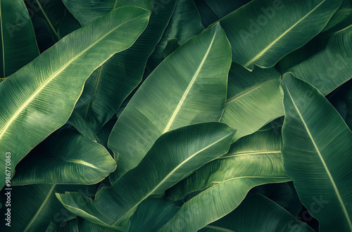 Close up of large banana leaves against a dark green background