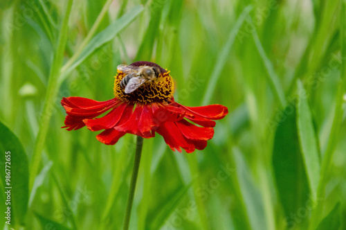 A bee sitting Helenium Moerheim Beauty sneezeweed in flower during the summer months. Wetern Honey Bee Apis mellifera on helenium flower. High quality photo photo