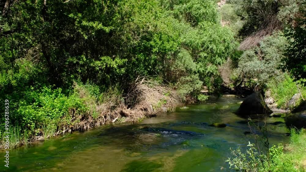 The stream flowing through the green forest in spring The stream flowing through the green forest in spring