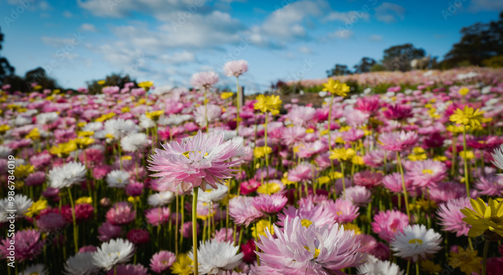 The Australian Botanic Garden, Mount Annan is the Australian native plant garden of the Royal Botanic Gardens, Sydney and covers 416 hectares The Australian Botanic Garden, Mount Annan is the Australian native plant garden of the Royal Botanic Gardens, Sydney and covers 416 hectares
