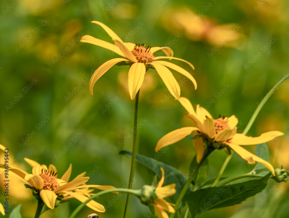 Black eyed susan wildflowers in a field in Warren County, Pennsylvania, USA on a sunny summer day with a blurred background Black eyed susan wildflowers in a field in Warren County, Pennsylvania, USA on a sunny summer day with a blurred background