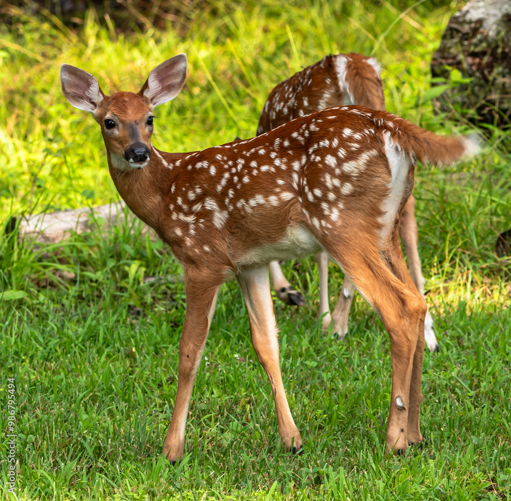 Two whitetail deer fawns in the wild in Warren County, Pennsylvania, USA on a sunny summer day Two whitetail deer fawns in the wild in Warren County, Pennsylvania, USA on a sunny summer day