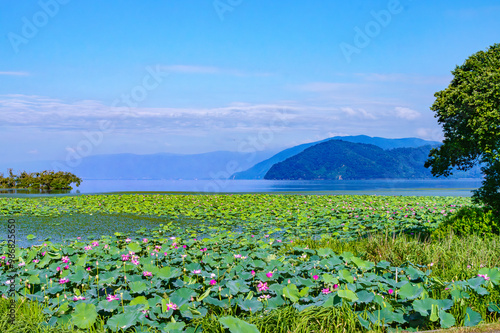 夏の琵琶湖の風景。湖岸一面に広がるの蓮