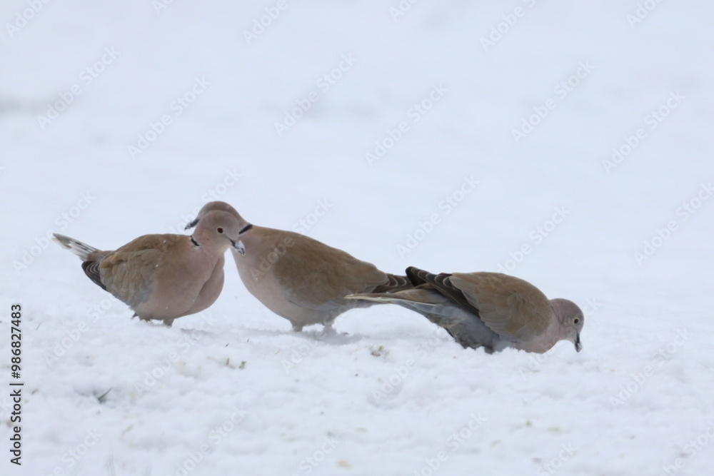 Fototapeta premium snow bird