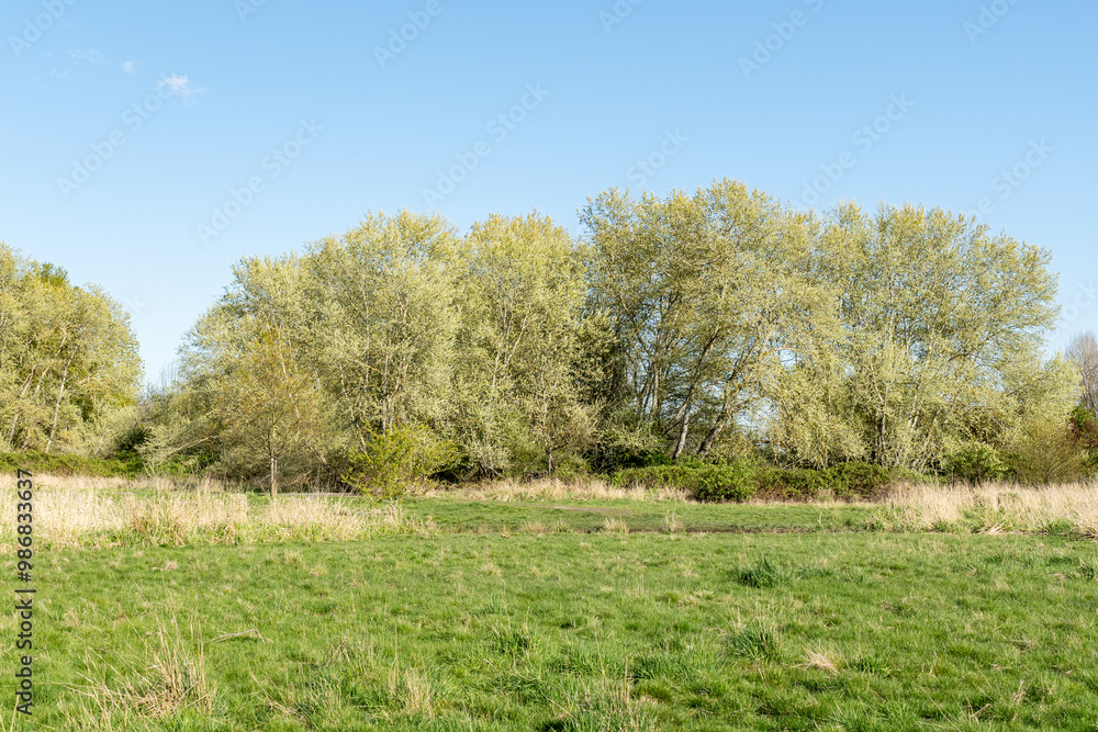 wild field meadow and grove on the outskirts of the city abandoned park spring background with copy-space wild field meadow and grove on the outskirts of the city abandoned park spring background with copy-space