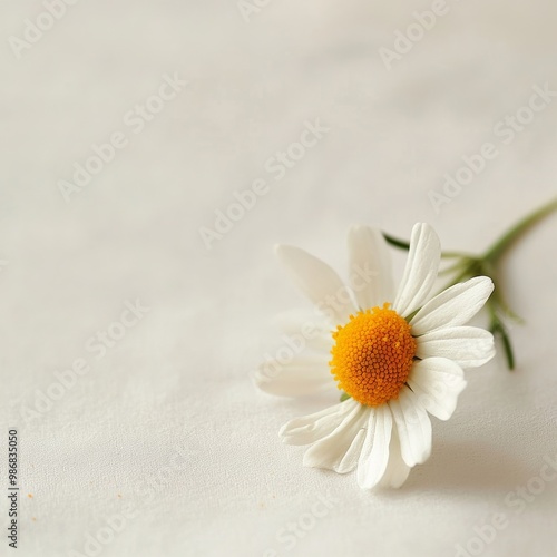 A close-up of a delicate chamomile flower, its petals soft and detailed, resting on a white surface