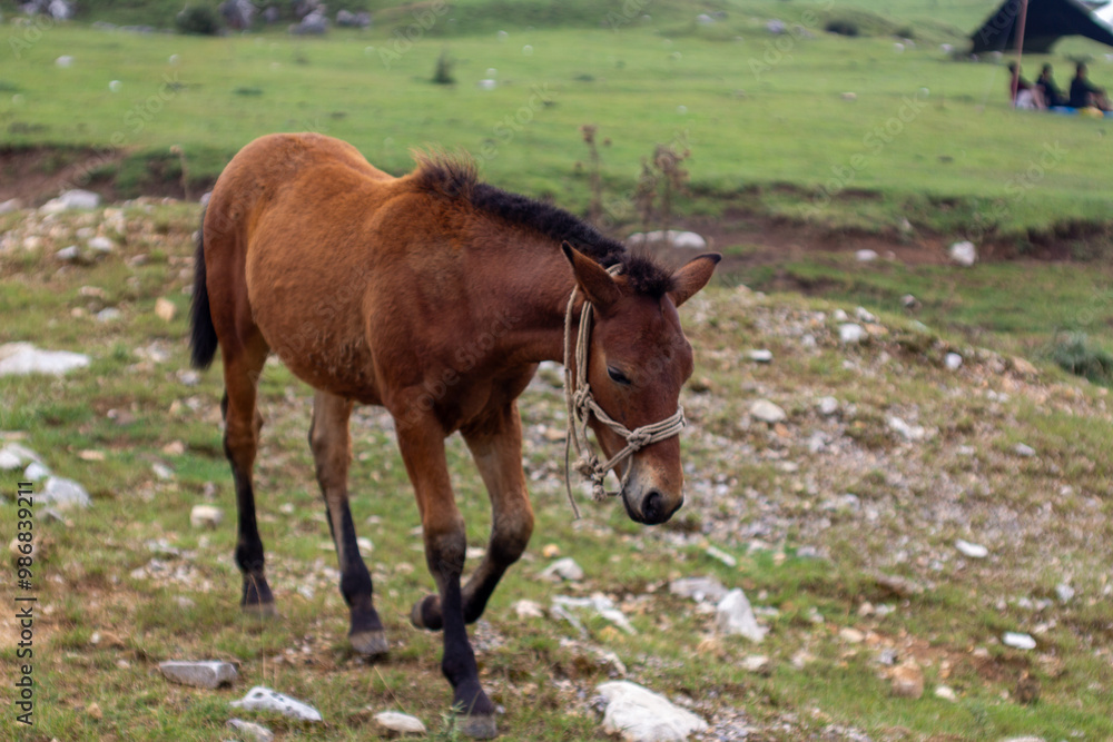 a horse is walking in a field with a sky background a horse is walking in a field with a sky background