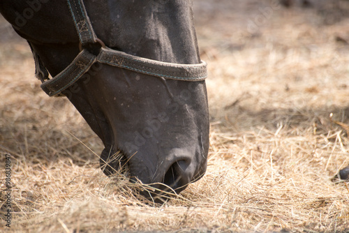 horse eating grass