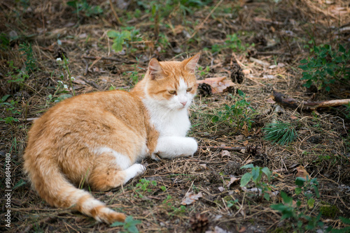 cat in the garden