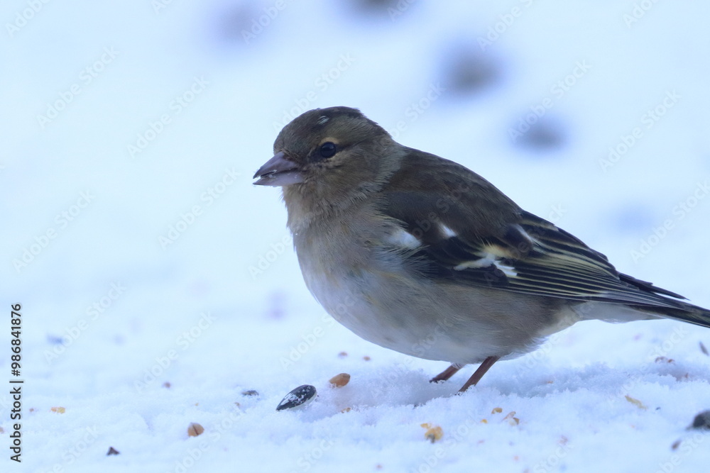 winter garden bird winter garden bird