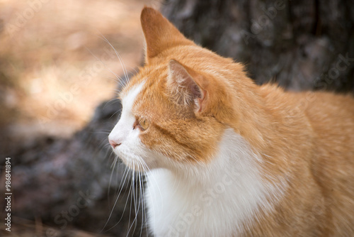 portrait of a cat