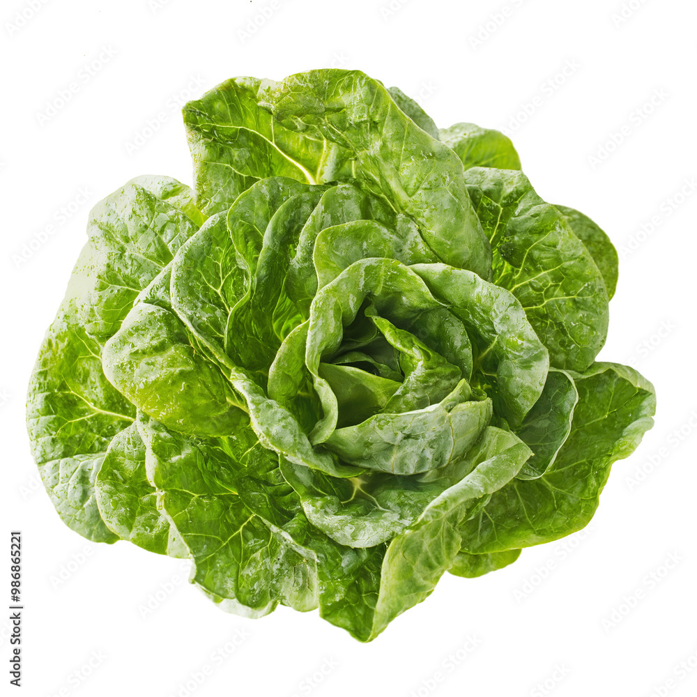 Fresh green lettuce isolated on a transparent background Fresh green lettuce isolated on a transparent background