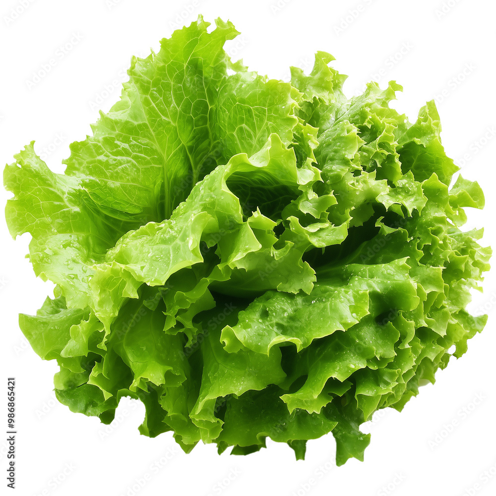 Green lettuce isolated on a transparent background Green lettuce isolated on a transparent background