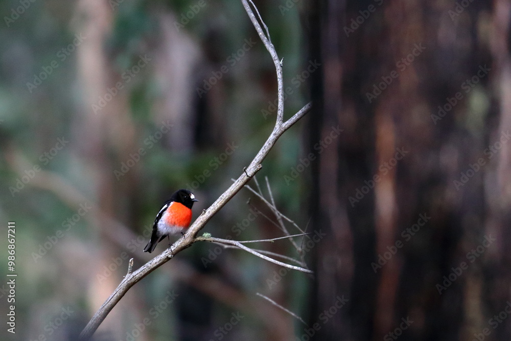 australian bird australian bird