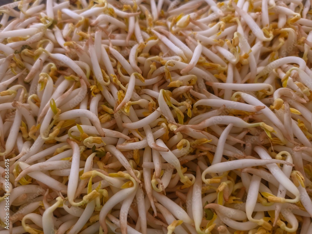 Fresh vegetables made from Toge or Vigna radiata. Vegetables for side dishes Fresh vegetables made from Toge or Vigna radiata. Vegetables for side dishes