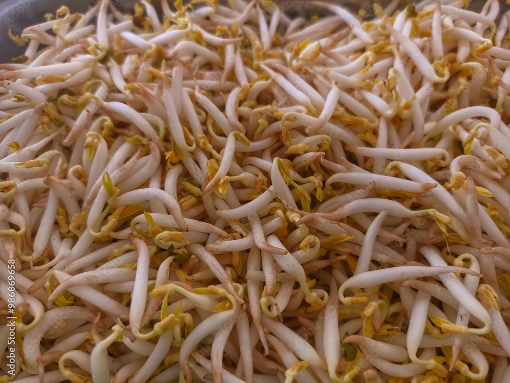 Fresh vegetables made from Toge or Vigna radiata. Vegetables for side dishes Fresh vegetables made from Toge or Vigna radiata. Vegetables for side dishes