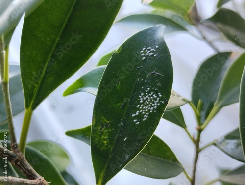 mealybugs on plant leaves. Mealybugs attack plants when the environment is high in humidity