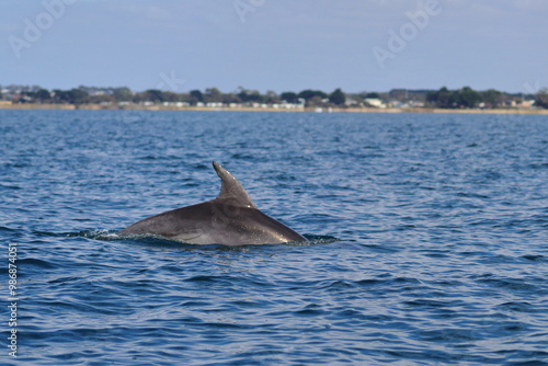 bottlenose dolphin photo