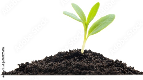 Wallpaper Mural Closeup of a young plant sprouting from soil, isolated on a white transparent background, illustrating growth and new beginnings. Torontodigital.ca